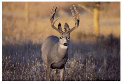 Deer