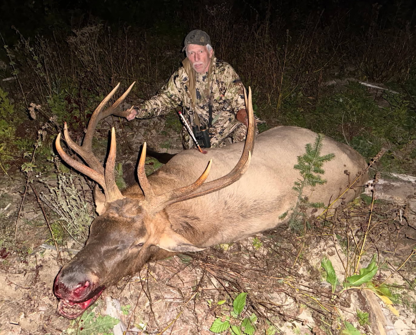 Herd Bull 1